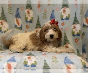 Cavapoo Puppy for sale in LAKELAND, FL, USA
