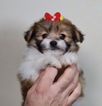 Small Photo #1 Pomeranian-Poodle (Toy) Mix Puppy For Sale in WARSAW, IN, USA
