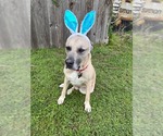 Small #8 Mastiff Mix