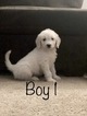Small Photo #81 Goldendoodle Puppy For Sale in VACAVILLE, CA, USA