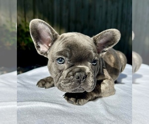 French Bulldog Puppy for sale in BRANDON, FL, USA