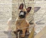 Small #3 Belgian Malinois