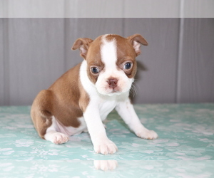 Boston Terrier Puppy for sale in SHILOH, OH, USA