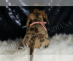 Small Photo #6 Dachshund Puppy For Sale in WARSAW, IN, USA