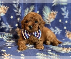 Cavapoo Puppy for sale in LAKELAND, FL, USA