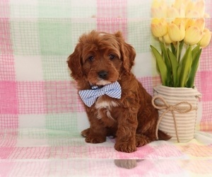 Cavapoo Puppy for sale in ETNA GREEN, IN, USA