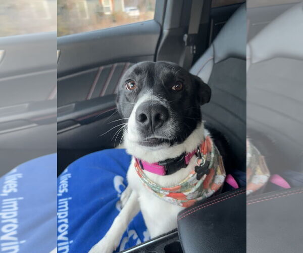 Medium Photo #13 Mutt Puppy For Sale in Holly Springs, NC, USA