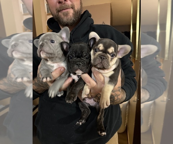 Medium Photo #2 French Bulldog Puppy For Sale in BIG RAPIDS, MI, USA