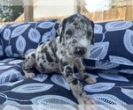 Puppy Nambu Great Dane