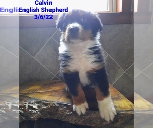 English Shepherd Puppy for Sale in SHIPSHEWANA, Indiana USA