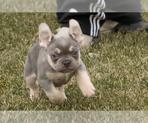 French Bulldog Puppy for sale in NAPPANEE, IN, USA
