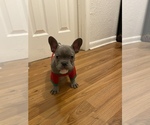 Puppy 1 French Bulldog