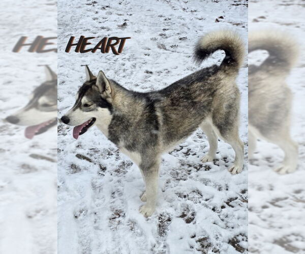 Medium Photo #3 Siberian Husky Puppy For Sale in Severn, MD, USA