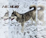 Small #2 Siberian Husky