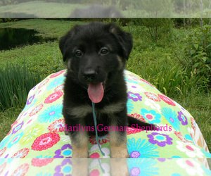 German Shepherd Dog Puppy for Sale in PIEDMONT, Missouri USA