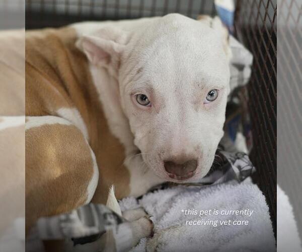Medium Photo #1 American Staffordshire Terrier-Unknown Mix Puppy For Sale in San Antonio, TX, USA
