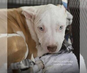 American Staffordshire Terrier-Unknown Mix Dogs for adoption in San Antonio, TX, USA