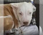 MARY - Female American Staffordshire Terrier-Unknown Mix Dog for Adoption - Small photo