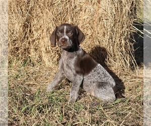German Shorthaired Pointer Puppy for sale in MOULTON, AL, USA