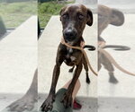 Small #6 Beagle-Plott Hound Mix