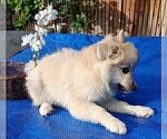 Small Photo #81 Pomsky Puppy For Sale in LOVELAND, CO, USA