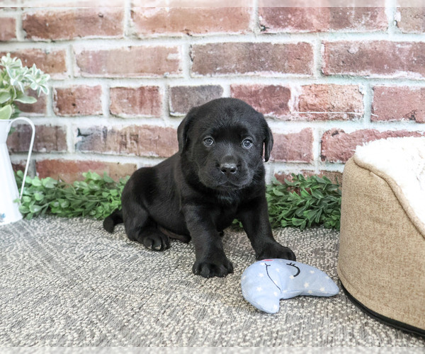 Medium Photo #3 Labrador Retriever Puppy For Sale in SYRACUSE, IN, USA