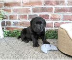 Small #2 Labrador Retriever