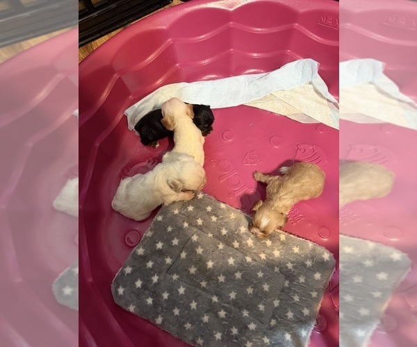 Medium Photo #3 Cavanese-Havanese Mix Puppy For Sale in HIGHLANDVILLE, MO, USA