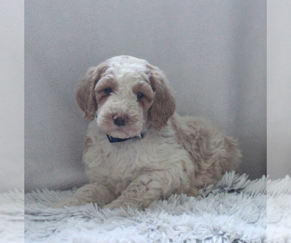 Medium Photo #1 Goldendoodle-Poodle (Standard) Mix Puppy For Sale in KINZERS, PA, USA