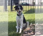 Small #3 Australian Shepherd
