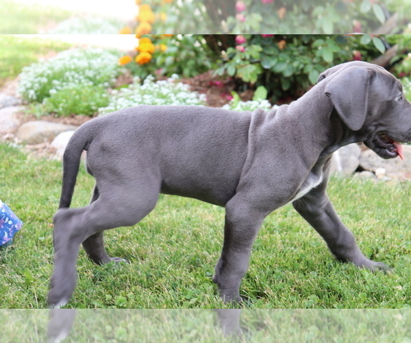 Medium Photo #3 Great Dane Puppy For Sale in SHILOH, OH, USA