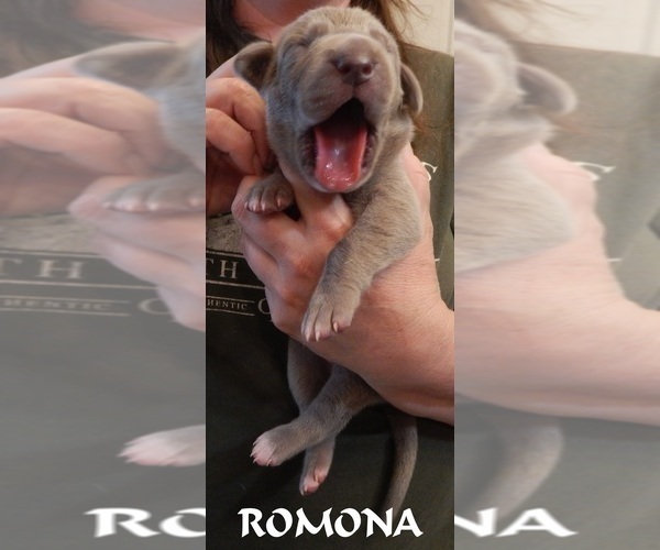 Medium Photo #107 Great Dane Puppy For Sale in SPRAGGS, PA, USA