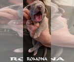 Small Photo #107 Great Dane Puppy For Sale in SPRAGGS, PA, USA