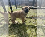 Puppy Puppy 5 Black German Shepherd Dog-Great Pyrenees Mix
