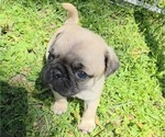 Puppy Tank Pug