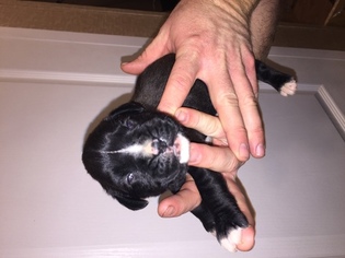 Boxer Puppy for sale in BUCKHANNON, WV, USA