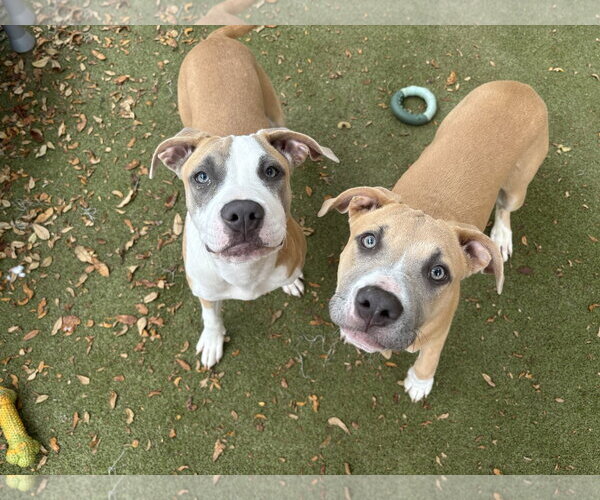 Medium Photo #1 Staffordshire Bull Terrier-Unknown Mix Puppy For Sale in Orlando, FL, USA