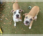 Small Staffordshire Bull Terrier Mix
