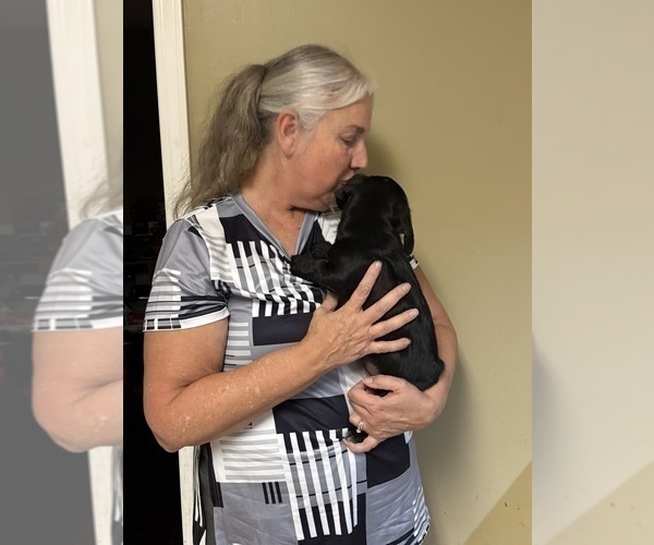 Medium Photo #52 Schweenie Puppy For Sale in DOTHAN, AL, USA