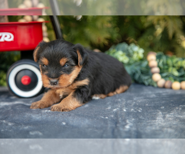 Medium Photo #3 Yorkshire Terrier Puppy For Sale in KIRKWOOD, PA, USA