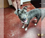 Small #33 American Pit Bull Terrier