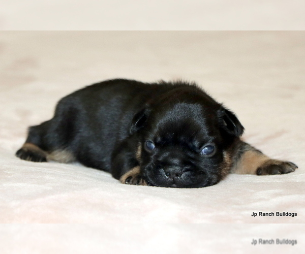Medium Photo #30 French Bulldog Puppy For Sale in WINNSBORO, TX, USA