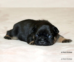 Puppy Max French Bulldog