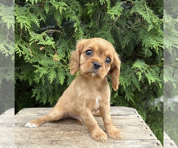 Medium Photo #3 Cavalier King Charles Spaniel Puppy For Sale in MIDDLEBURY, IN, USA