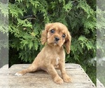 Small #2 Cavalier King Charles Spaniel