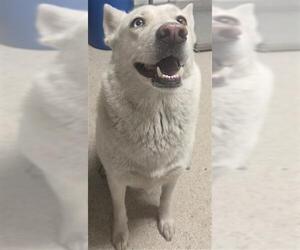 Siberian Husky Dogs for adoption in Bakersfield, CA, USA