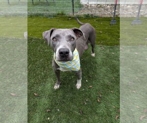 Joan Jett (JJ) - Female American Pit Bull Terrier-Weimaraner Mix Dog for Adoption - Photo #2