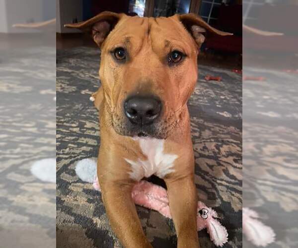 Medium Photo #4 Mutt Puppy For Sale in Westminster, MD, USA