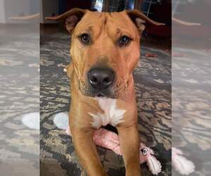 Claus - Male Mutt Dog for Adoption - Photo #4