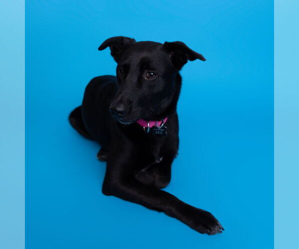 Medium Photo #10 Pointer-Unknown Mix Puppy For Sale in Fargo, ND, USA